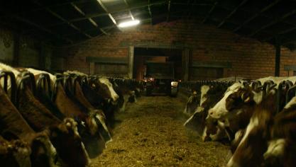 Runderen eten 75 tot 80 procent sojavrij ruwvoer (gras, hooi,...).