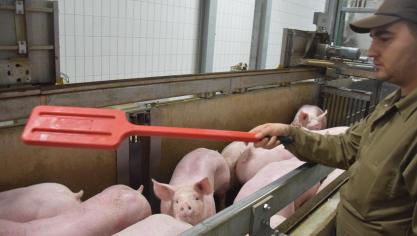 Door de uitbreiding van de omgevingsvergunning van het slachthuis van Tielt zou het slachten voortaan om 5 uur 
