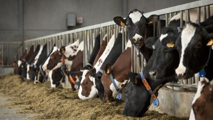 Melkveehouders zijn wel degelijk bezig met het aanpassen van hun bedrijfsvoering aan de klimaatuitdaging. Ze zoeken naar een teeltsysteem dat bij extreme weersomstandigheden meer opbrengstzekerheid biedt, zorgt voor meer koolstofopslag in de bodem en dat minder kunstmestinput nodig heeft. Een gedegen rantsoenadvies blijft hierbij een noodzaak.