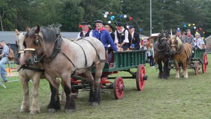 Aangespannen trekpaarden kunnen op veel sympathie en belangstelling rekenen.