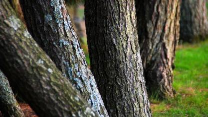 Wanneer u de bomen niet rooit en de beroepsrechter beslist ook dat u deze bomen moet rooien, kan de tegenpartij de dwangsom per dag vertraging van u opeisen.