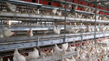 De bouw van een kippenstal levert in Borgloon veel weerstand op. Op de foto een willekeurige kippenstal.