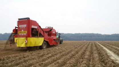 Aardappelopbrengsten liggen in 2019 lager dan het vijfjarig gemiddelde, maar ruim boven ‘rampjaar’ 2018.