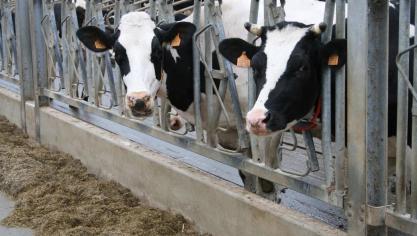 Omdat methaan een gevolg is van de afbraak van koolhydraten zoals zetmeel, suiker en vezels door de micro-organismen, is het logisch dat voedermanagement ook een direct effect heeft op de methaanemissies die deze micro-organismen produceren.