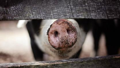 animal-1867180_960_720