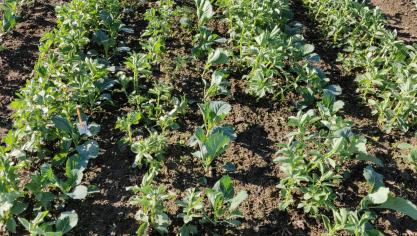 Proef waarbij kolen in mulch van veldbonen werden aangeplant.