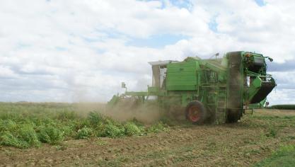 De aardappelsector is van groot belang voor Vlaanderen. De veredeling zal door de ontrafeling van het aardappelgenoom grote stappen vooruit kunnen zetten, denken WUR en Solynta.
