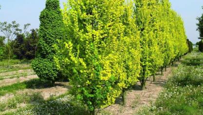 Populus tremula 
