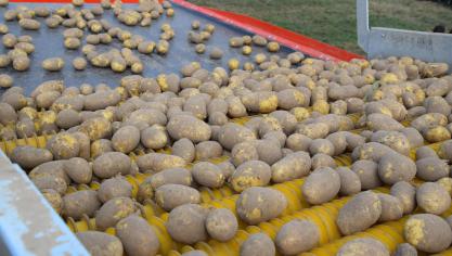 De opbrengsten zullen nationaal door de droogte van de laatste maanden voor Fontane en Challenge rond 40-45 ton liggen. Voor Bintje zal dit nog ruim 5 ton minder zijn.