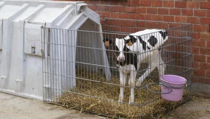 Reinigen en ontsmetten van de huisvesting volgens de juiste procedure is inderdaad vooral van belang voor de meest gevoelige dieren, zoals bij de kalveren of de afkalfbox.