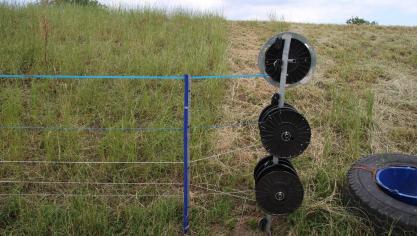 Voor boeren en hun vee is de komst van wolven en risico, maar de dieren worden beschermd.