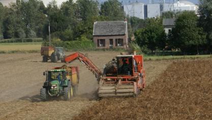 Door droogte kan de aardappeloogst tegenvallen.