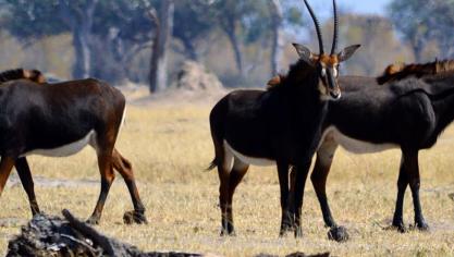 Animal Rights wil reisorganisatoren geen jachtsafari’s meer aanbieden.