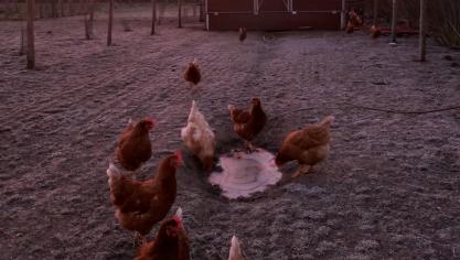 Eerdere studies toonden de ernstige dierenwelzijnsproblemen in scharrelstallen en systemen met vrije uitloop (twee alternatieven voor legbatterijen).