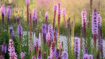 Liatris spicata.