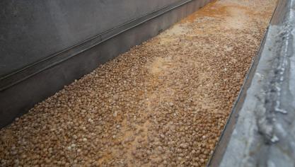 De fipronilaffaire leidde tot de vernietiging van talloze eieren en dus miljoenenschade voor de legpluimveehouderij.