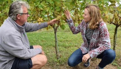 Rendabiliteit en duurzaamheid zijn belangrijke thema’s voor het Kennis- en onderzoekscentrum Wijnbouw. Kris Vandenwyngaert en Soetkin Van Hoye doen het onderzoek.