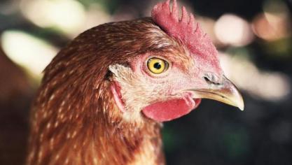 De aanvraag is grootschalig en houdt op geen enkele wijze rekening met de kwaliteiten van het landschap , stelt de minister.