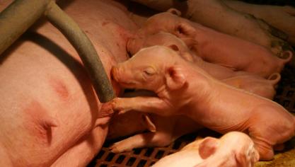 Vooral bij de agressieve stammen kan de impact van PED enorm zijn. Bij zuigende biggen kan de sterfte oplopen tot meer dan 80%.