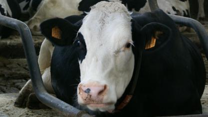 Sinds 2003 is België door de Europese Commissie erkend als officieel vrij van rundertuberculose.