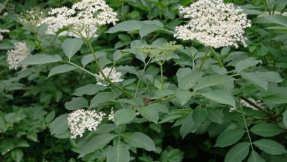 De vlier heeft niet alleen gezonde en lekkere bessen , ook de bloesem kan in allerlei lekkere gerechten verwerkt worden.
