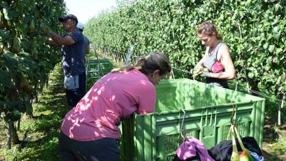 De regering zou beslist hebben om ook het maximum aantal dagen voor de fruitsector op te trekken. De verhoging naar 100 dagen zou dus uitzonderlijk dit jaar – door de coronacrisis – nog eens verdubbelen tot 200.