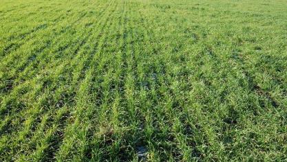 Bij wintertarwe zijn de eerste symptomen van een najaarsinfectie meestal pleksgewijs in het perceel (in haarden) zichtbaar na de winter als een geelverkleuring van de bladtoppen.