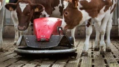 Opvallend was dat bedrijven met mestrobots zo’n 146 kg/robot/dag meer melk produceren.