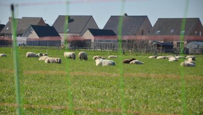 Nu het jachtseizoen weer in alle hevigheid is losgebarsten, zijn volgens Landschap vzw - de vereniging achter Welkom Wolf - ook de aanvallen op schapen weer begonnen.