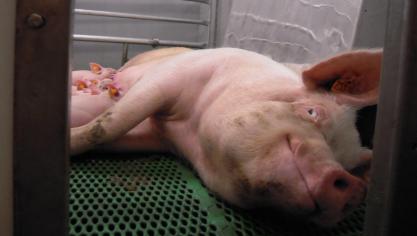 Nieuwe kraamstalconcepten dringen steeds meer door in de praktijk.