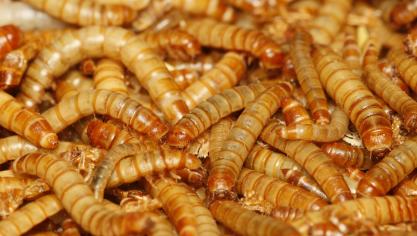 Eetbare insecten - hier meelwormen - kunnen overleven op laagwaardige nevenstromen uit de voedselproductie.