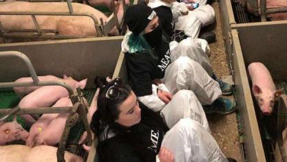 Tientallen activisten vielen in Nederland een varkenshouderij binnen en weigerden urenlang de stallen te verlaten.