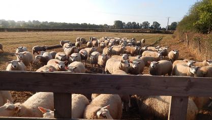 In bepaalde provincies zijn er momenteel geen slachthuizen meer die schapen willen of kunnen slachten.