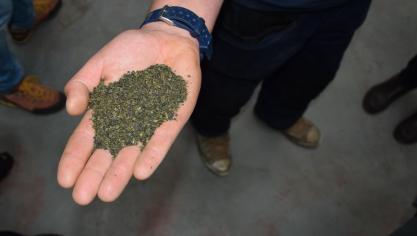 Er is 4 kg nat zeewier nodig voor 1 kg gedroogd zeewier.