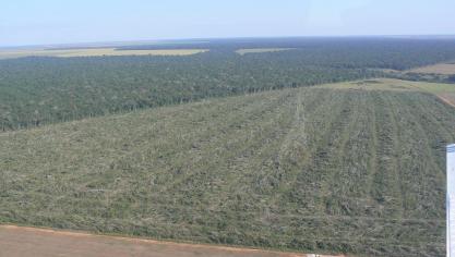 De Braziliaanse ontbossing wordt duidelijk gelinkt aan de opkomst van de sojateelt en veeteelt.