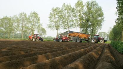 Belgische telers kopen veelal Nederlands pootgoed. Zo niet, dan komt het meestal uit Schotland of Denemarken.