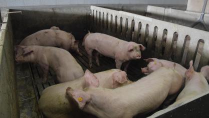 Een groot aantal veehouders laat benchmarkrapporten opstellen om te zien hoe hun antibioticagebruik zich verhoudt tegenover dat van collega’s.