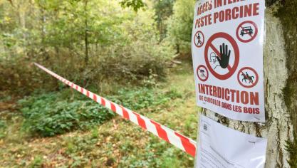 Afrikaanse varkenspest heerst in verschillende Europese landen. In ons land werd de ziekte in de provincie Luxemburg aangetroffen bij wilde everzwijnen.