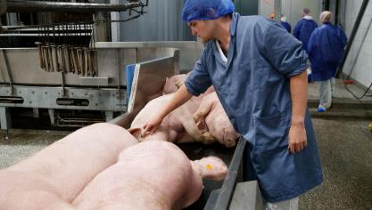 Volgens Wageningen UR kan de inzet van diermeel de afhankelijkheid van ingevoerde soja verminderen.