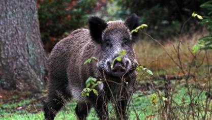 Jagers, die dode zwijnen melden en een bloedmonster nemen, krijgen vanaf begin december 50 euro, in plaats van 30 euro.