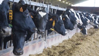 FrieslandCampina verhoogt de garantieprijs voor gangbare melk in de verwachting dat concurrenten hun melkprijzen verhogen.