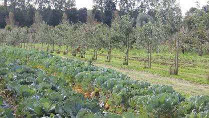 In boslandbouw zijn bomen verweven met bijvoorbeeld de teelt van gewassen.