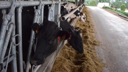 Een rund stoot gemiddeld tussen 200 en 500 g methaan uit. 90% van dat methaan wordt opgerispt, of komt dus via de muil van de koe in de lucht (atmosfeer) terecht.