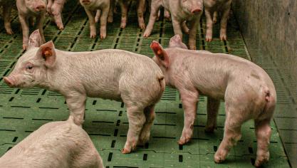 Vandaag worden de staartjes van de meeste biggen in ons land nog gecoupeerd.