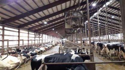 Het klimaat in Michigan en Wisconsin kent strenge winters en heel warme zomers. De stallen zijn ontworpen om hittestress in de zomer tot een minimum te beperken.