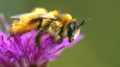 Zowel bijen als boeren worden bedreigd, aldus Velt.