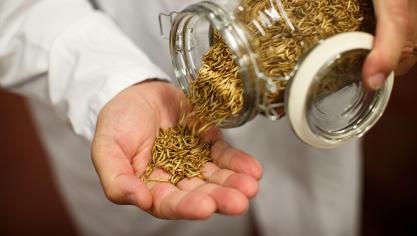 Insectenkweek wordt op steeds meer plaatsen onderzocht.