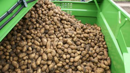 De Belgapom-notering voor Bintje, Fontane en Challenger bedraagt al sinds midden oktober 12,50 euro/100 kg (zonder btw) of 13,25 euro/100 kg (met btw).