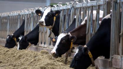 Europees is de melkprijs licht gedaald.