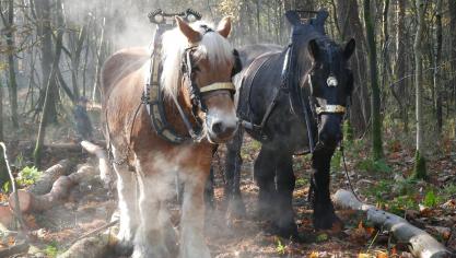 Trekpaarden aan het werk in de bossen van Westmalle.